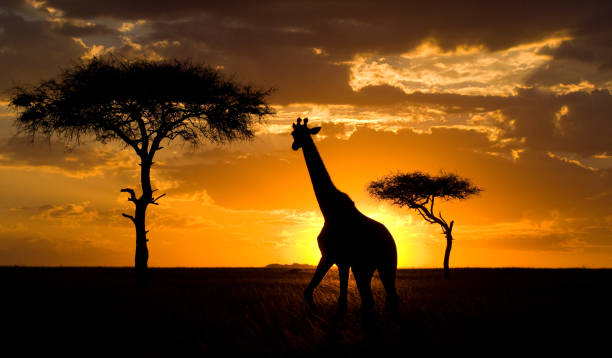 istock Giraffe at sunset in the savannah. 669751344