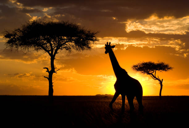 istock Giraffe at sunset in the savannah. 669751366