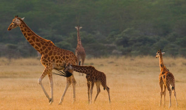 istock Group of giraffes in the savanna. 669751678