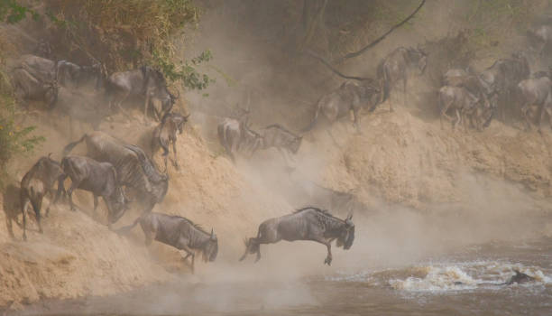 istock Wildebeests are runing to the Mara river. 669751850