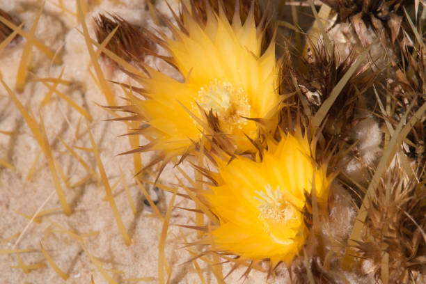 istock Golden Barrel Cactus in desert. 669752080
