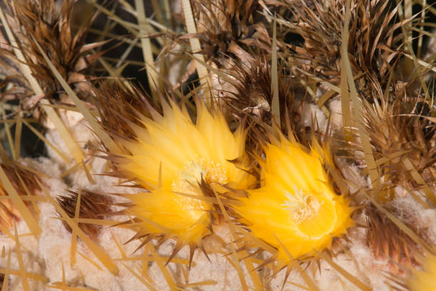 istock Golden Barrel Cactus in desert. 669752112