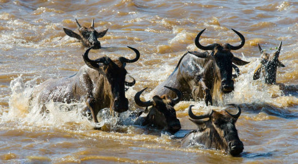 istock Wildebeests are crossing Mara river. 669752188