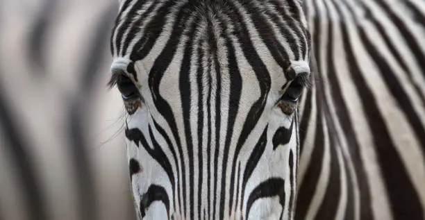 Photo of zebra