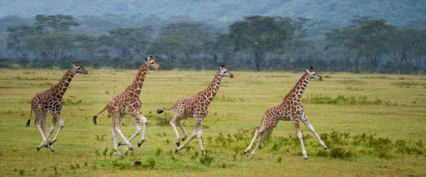 Four baby giraffe running across the savannah.