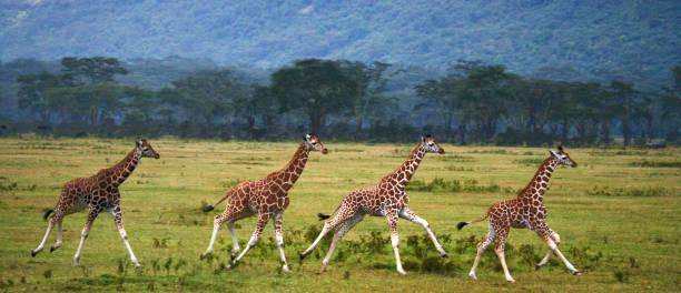 istock Four baby giraffe running across the savannah. 669752320