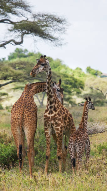 istock Group of giraffes in the savanna. 669754348