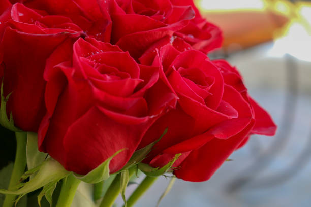 istock Close up of red roses and water drops. 669754436