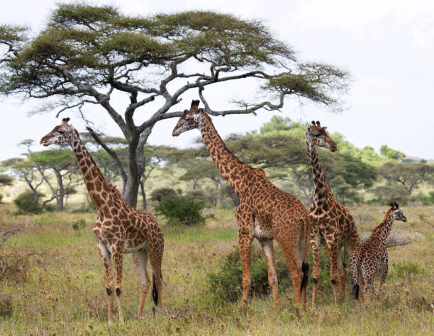 istock Group of giraffes in the savanna. 669754476