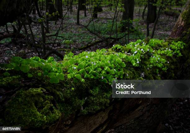 White Flowers And Green Leaves On A Fallen Tree In A Forrest Stock Photo - Download Image Now