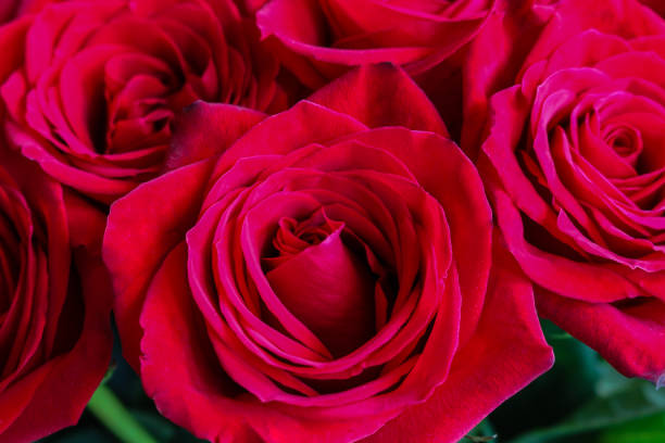 istock Close up of red roses. 669754518