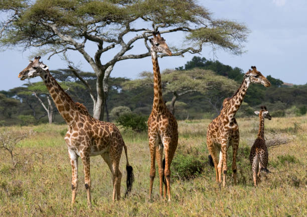 istock Group of giraffes in the savanna. 669754916