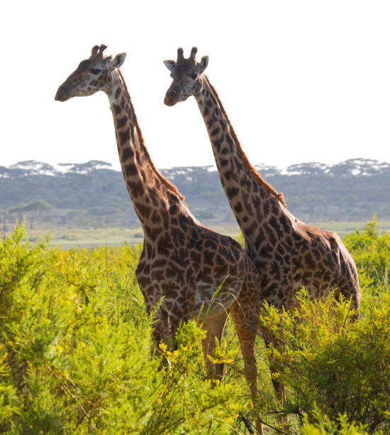 istock Two giraffes in savanna. 669754924