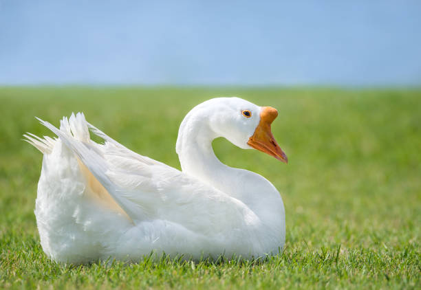 White Chinese Goose (Anser cygnoides) White Chinese Goose also known as Swan Goose (Anser cygnoides) sitting in green grass by lake chinese goose stock pictures, royalty-free photos & images