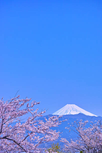 istock Mount Fuji and cherry blossoms seen from Kanukiyama 669755036
