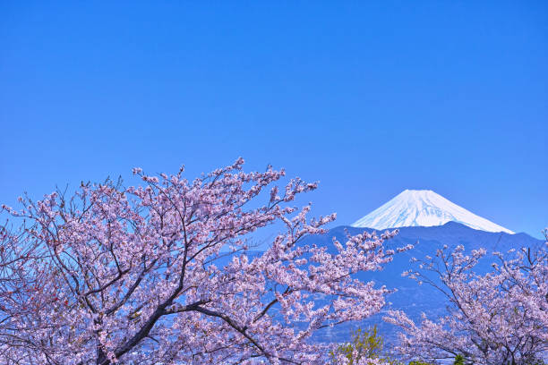 istock Mount Fuji and cherry blossoms seen from Kanukiyama 669755146