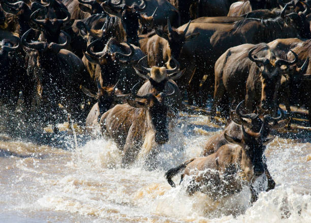 istock Wildebeests are crossing Mara river. 669755262