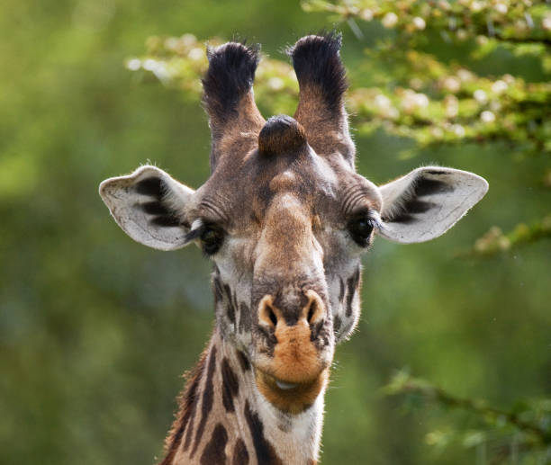 istock Giraffe is eating acacia savannah. 669755290