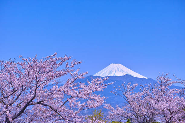 istock Mount Fuji and cherry blossoms seen from Kanukiyama 669755360