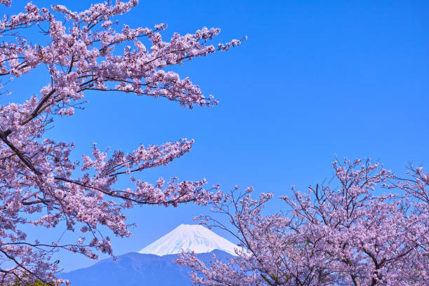 istock Mount Fuji and cherry blossoms seen from Kanukiyama 669755454