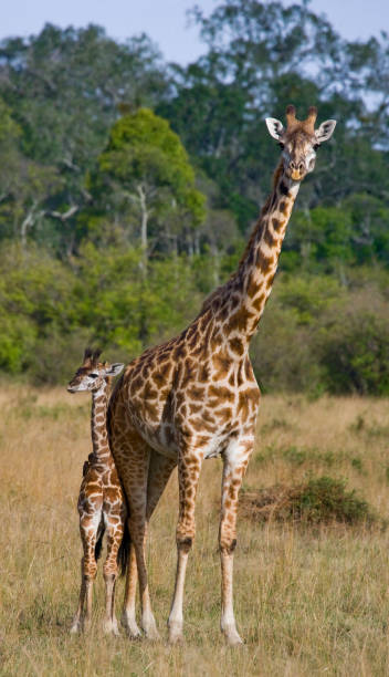 istock Female giraffe with a baby in the savannah. 669755514