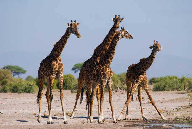 istock Group of giraffes at the watering. 669755538