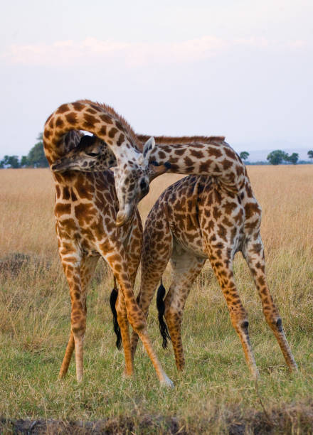 istock Two male giraffes fighting each other in the savannah. 669757734