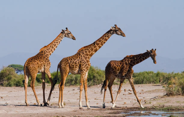 istock Group of giraffes at the watering. 669757862