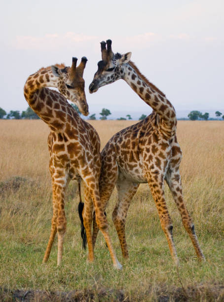 istock Two male giraffes fighting each other in the savannah. 669757932