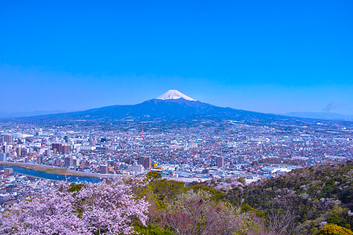 Mt. Fuji and cherry blossoms seen from Mt. Kanuki