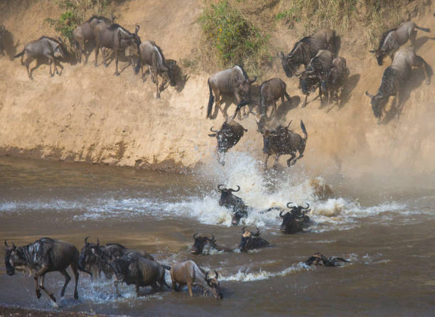 istock Wildebeests are crossing Mara river. 669758106