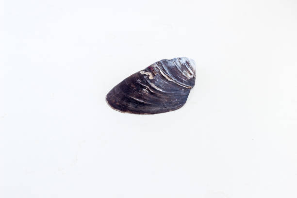 istock Beautiful sea shell Arca zebra on a white background 669758144