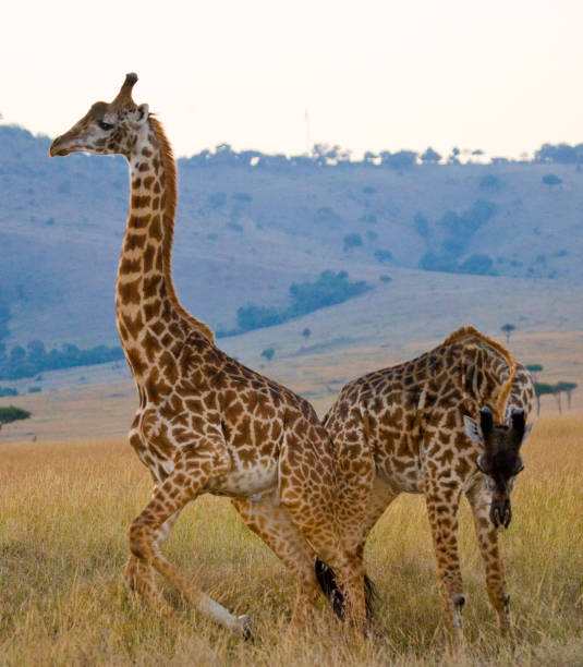 istock Two male giraffes fighting each other in the savannah. 669758220