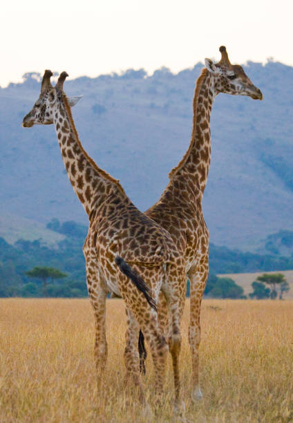 istock Two giraffes in savanna. 669758224