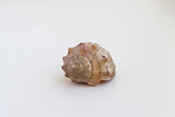 istock Beautiful sea shell on a white background 669758290