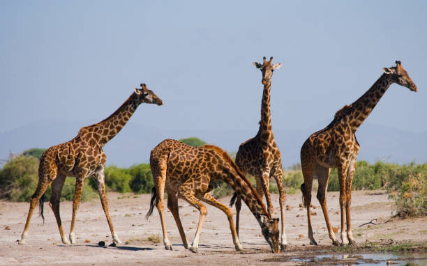 istock Group of giraffes at the watering. 669758312