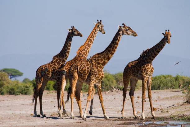 istock Group of giraffes at the watering. 669758320
