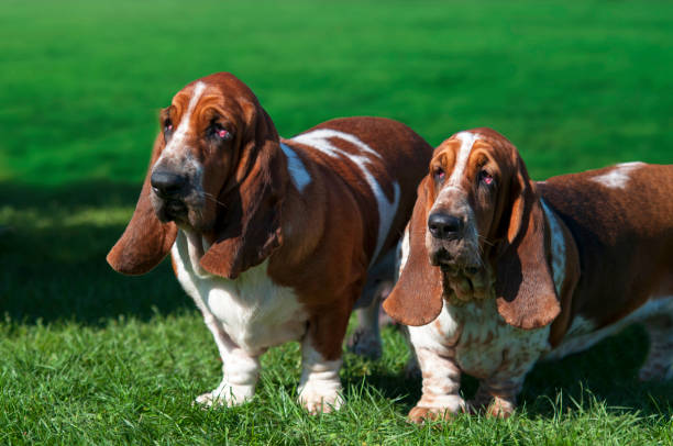 istock Two Basset dog on green grass 669758400
