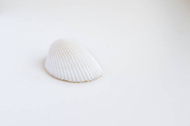 istock Beautiful sea shell Chione paphia on a white background 669758418