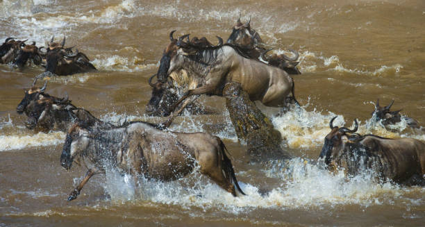 istock Wildebeests are crossing Mara river. 669758446