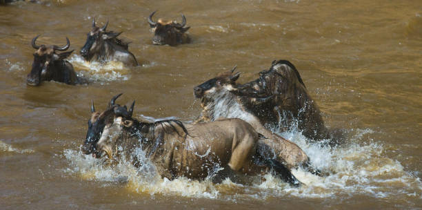 istock Wildebeests are crossing Mara river. 669758490