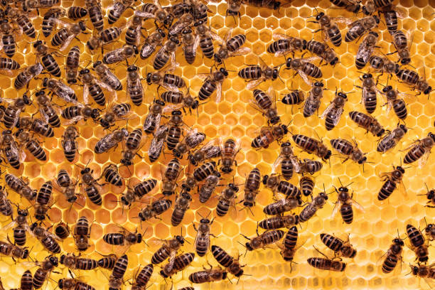 Bees on honeycombs with larvae Bees on honeycombs with larvae wachs stock pictures, royalty-free photos & images