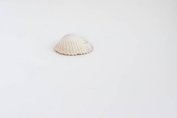 istock Beautiful sea shell Chione paphia on a white background 669758562