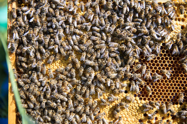 Bee colony on the honeycombs in nature Bee colony on the honeycombs in nature wachs stock pictures, royalty-free photos & images