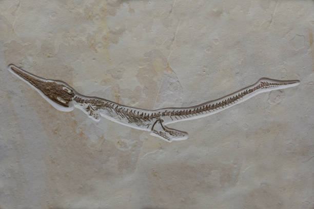 istock Dinosaur fossils on sand stone background 669758650