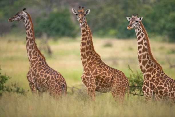 istock Group of giraffes in the savanna. 669758748