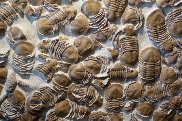 istock Trilobyte fossils on sand stone background 669758766