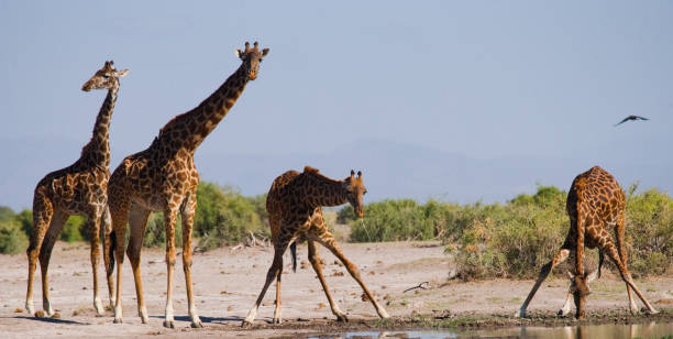 istock Group of giraffes at the watering. 669758770