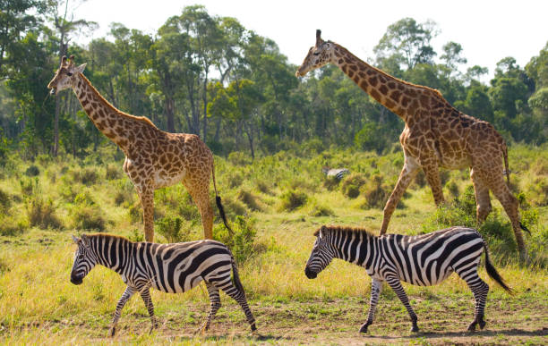 istock Two giraffes in savannah with zebras. 669758898