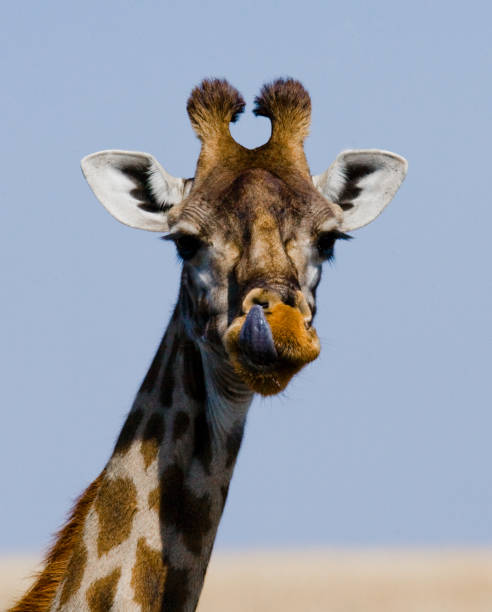 istock Portrait of a giraffe. 669758900